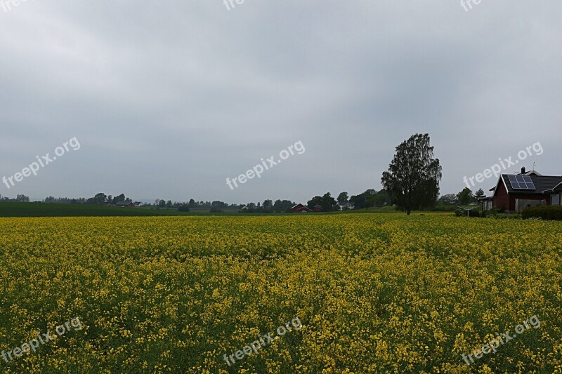 Rape Yellow Flower Nature Go