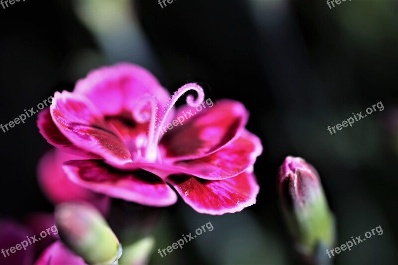 Violet Carnation Flower Blooming Morning Spring