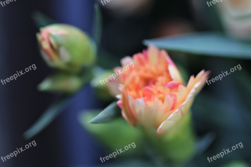 Yellow Pink Carnation Buds Flower Blooming Morning