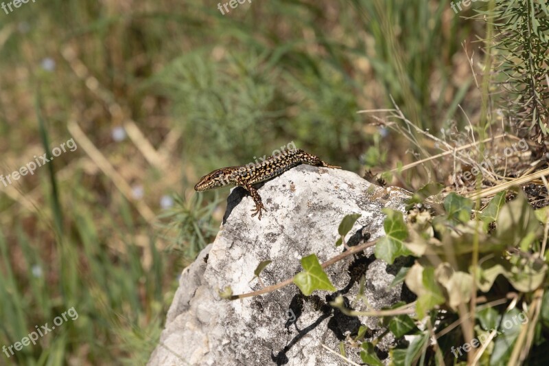 Lizard Nature Summer Scale Creature