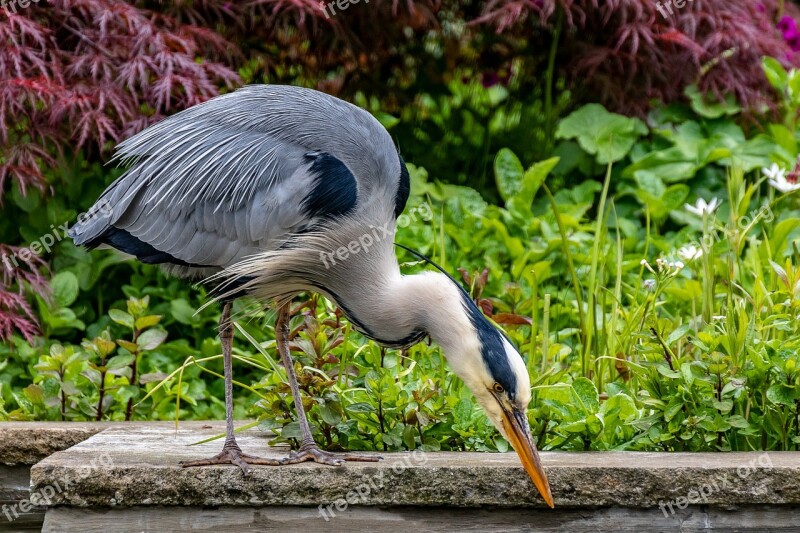 Grey Heron Heron Bird Bill Animal