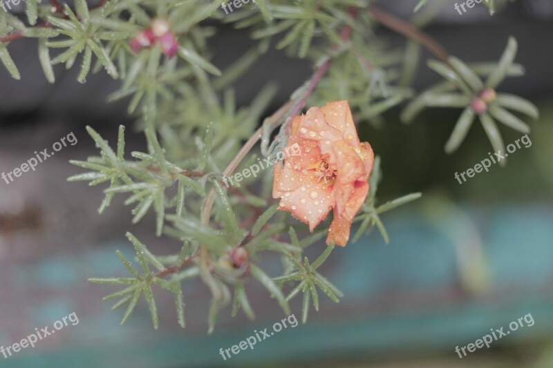 Flower Green Nature Flora Red