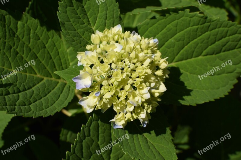 Hydrangea Plant Shrub Buds Colorful