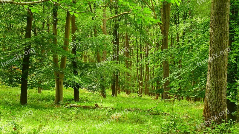 Nature Tree Green Summer Forest