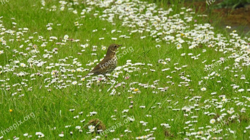 Bird Nature Green Beautiful Animal