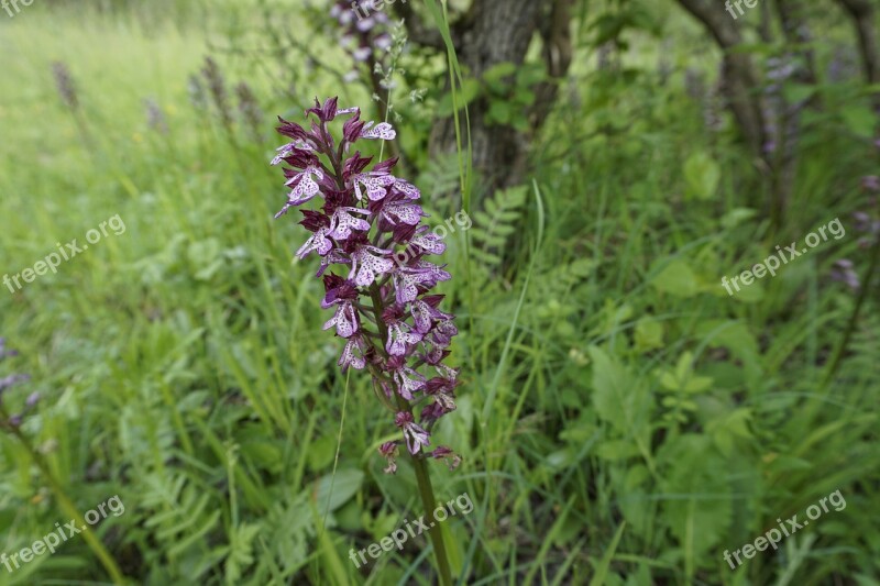 Purple Orchid Wild Orchid Flower Free Photos