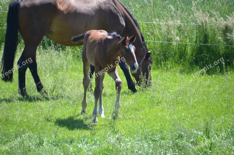 Mare Mother Mare Foal Colt Horse