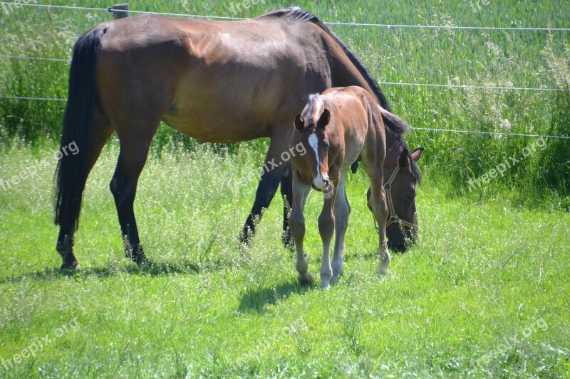 Mare Mother Mare Foal Colt Horse