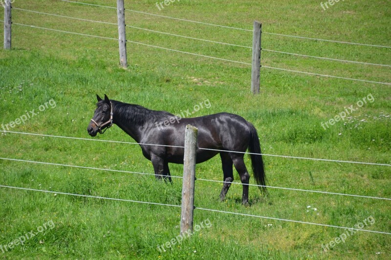 Horse Warmblut Black Beauty Mammal Pasture