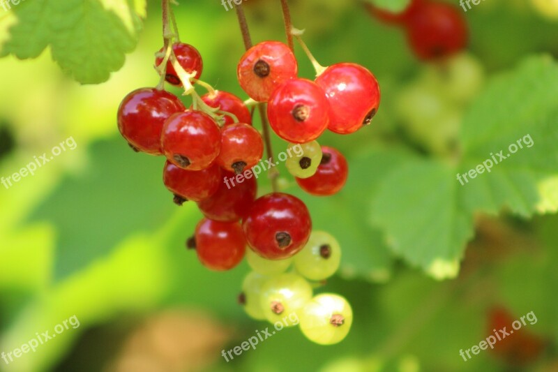 Green Fruit Berry Fruits Food