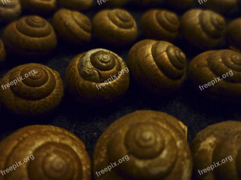 Snails Snail Shell Shell Animal Nature