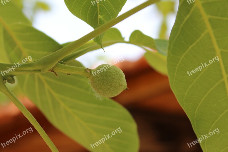 Leaves Lebanon Tree Nature Forest