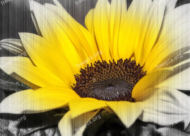 Helianthus Color Key Yellow Flower Sunflower