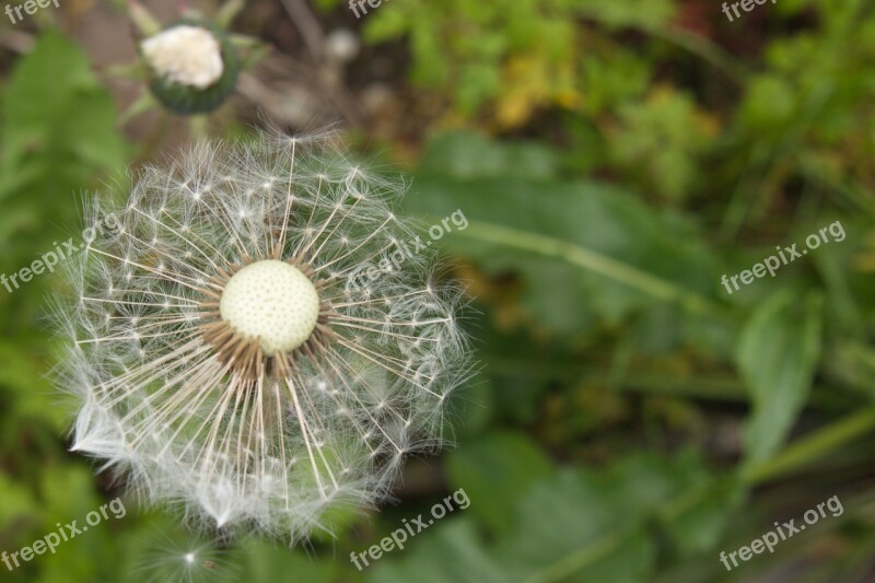 Dandelion Number Of Lion White Flower Free Photos