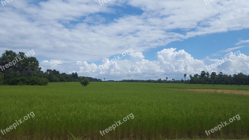 Cambodia Rice Field Harvest Sunshine Scenery