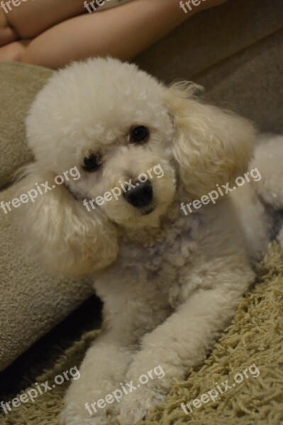 Dog Poodle Animal Charming Animals