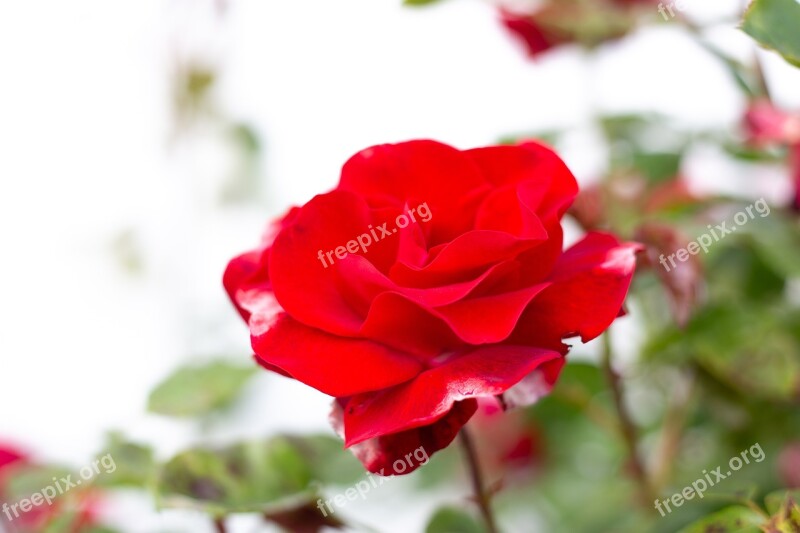 Rose Flower Nature Spring Free Photos