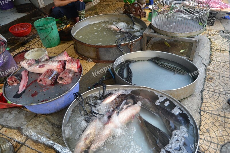 Vietnam Hanoi Fish Asia Free Photos