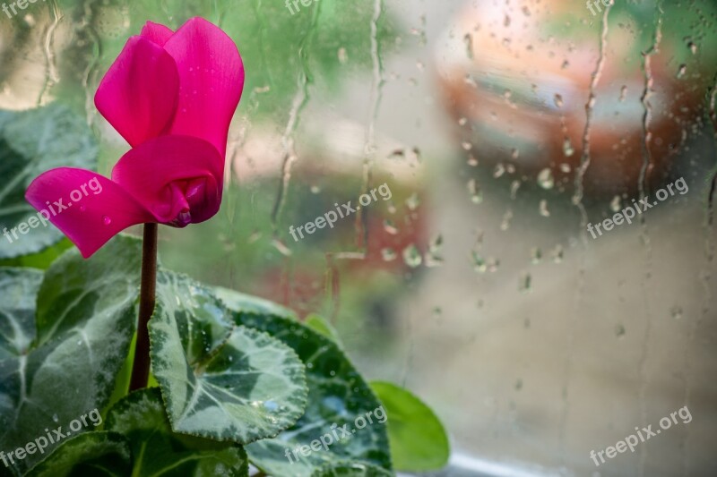 Cyclamen Flower Pink Flora Petals