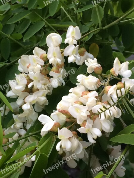 Flowers White Flower Panicle Branches Plant Nature