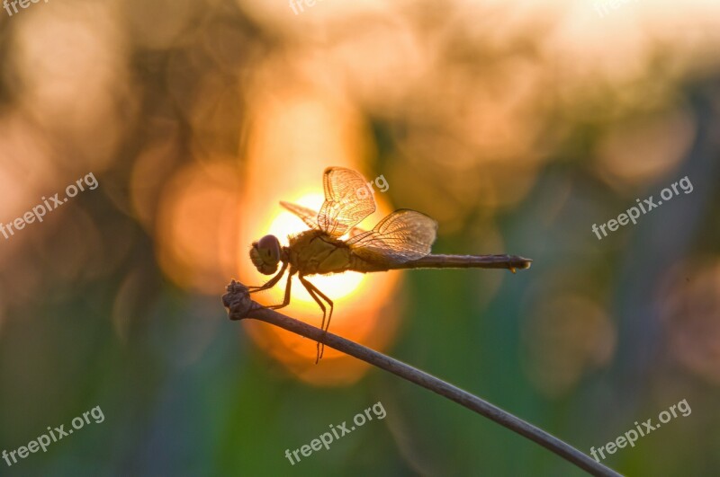 Dragonfly Bokeh Nature Wildlife Insect