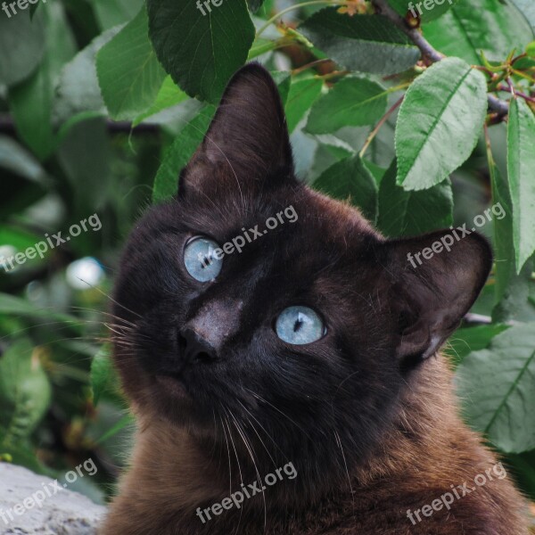 Cat Siamese Animals Cute Pet