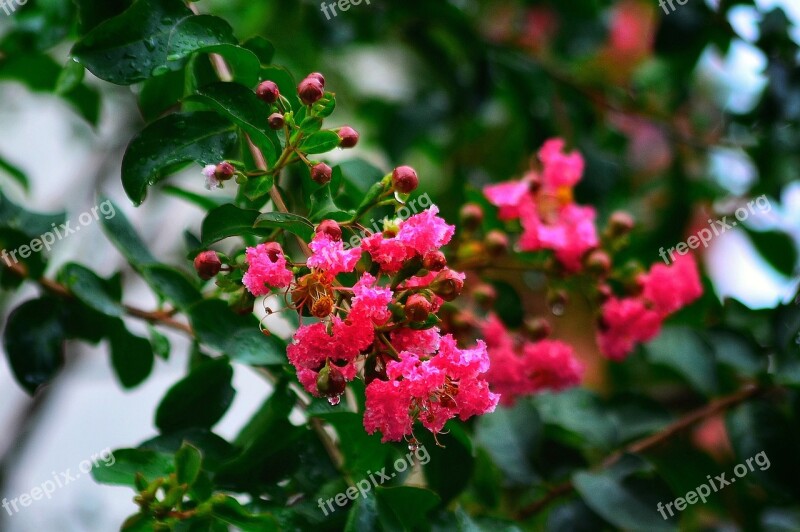 Crape Myrtle Flower Beautiful Natural Landscape