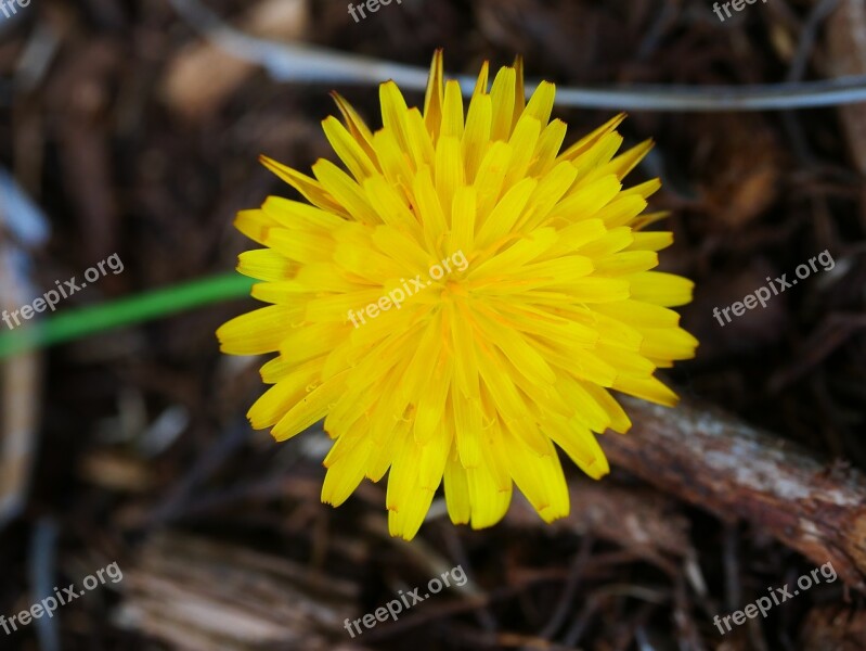 Flower Dandelion Yellow Nature Free Photos