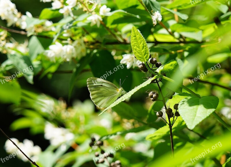 Nature Summer Flower Green Bee