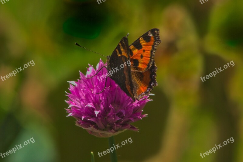 Animals Butterfly Nature Colorful Free Photos