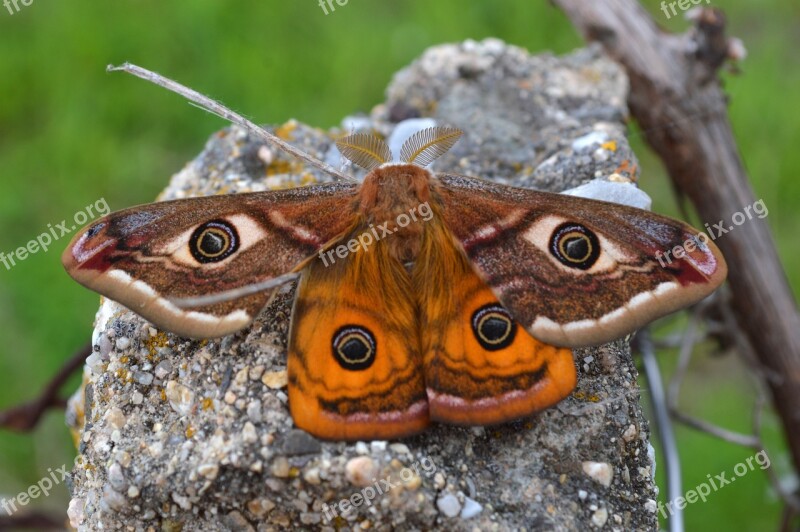 Animal Beauty Butterfly Close Colorful