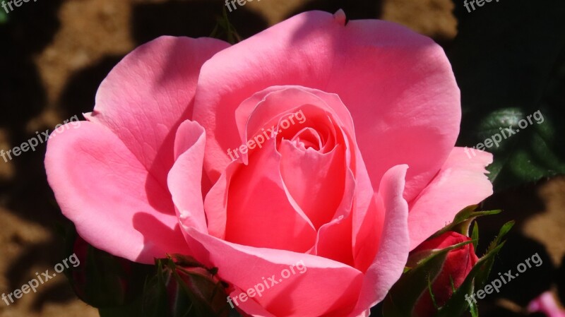 Flower Rose Nature Pink Free Photos