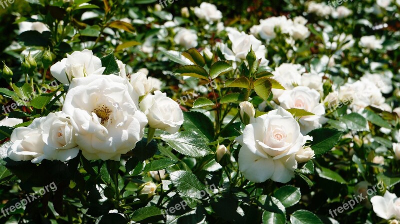 Flowers Rose Nature White Free Photos