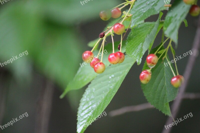 Cherries Harvest Fruit Cherry Ripe