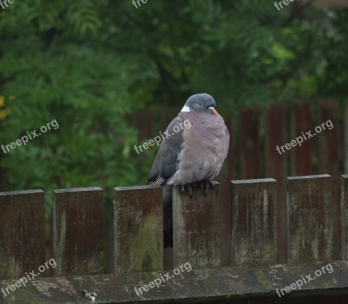 Bird Pigeon Feather Nature Small