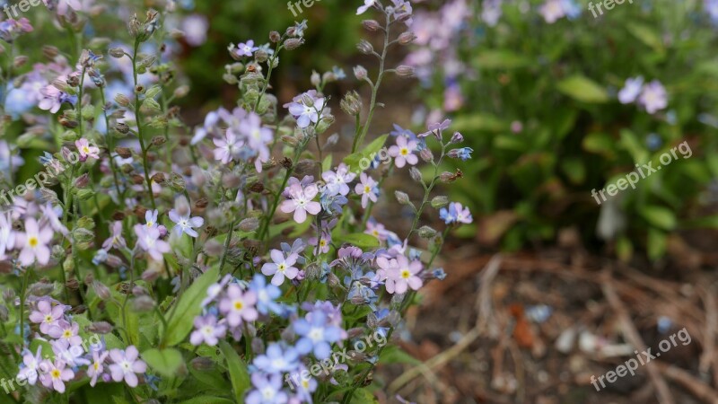 Flowers Nature Plants Petal Close