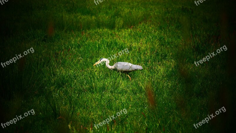 Heron Hunting Hunt Bird Nature