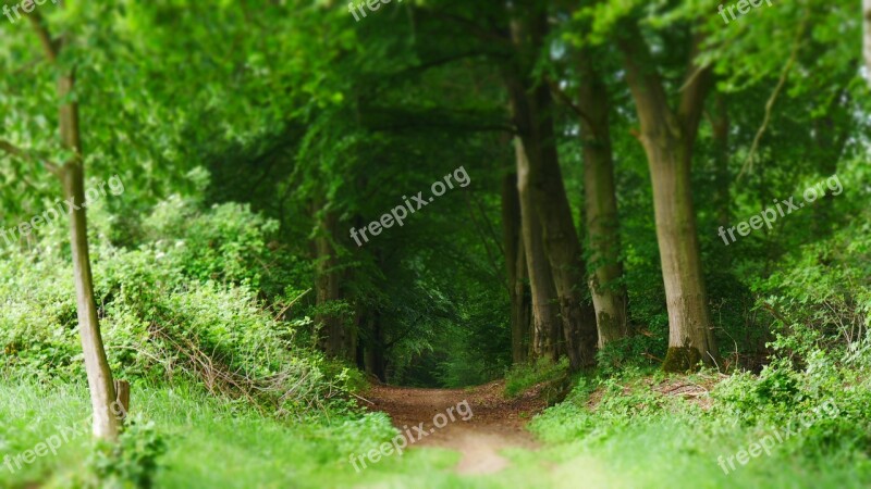 Forest Forest Path Nature Trees Path