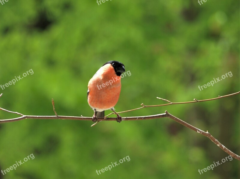 Gimpel Bullfinch Bird Songbird Animal