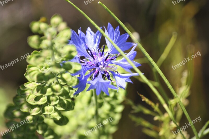 Blossom Bloom Summer Blue Plant