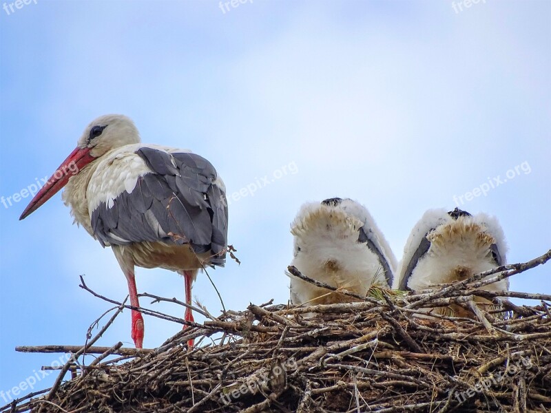 Stork Nest Young Animal World Feather