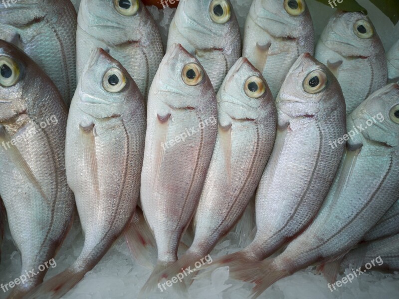 Fish Hunting Hunt Ice Food