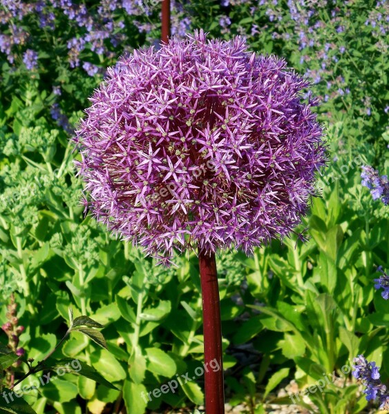 Garlic Huge Allium Giganteum Flower Garden Purple