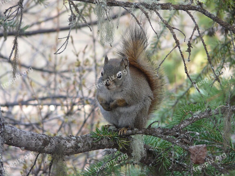 Squirrel Grey Squirrel Canada Free Photos