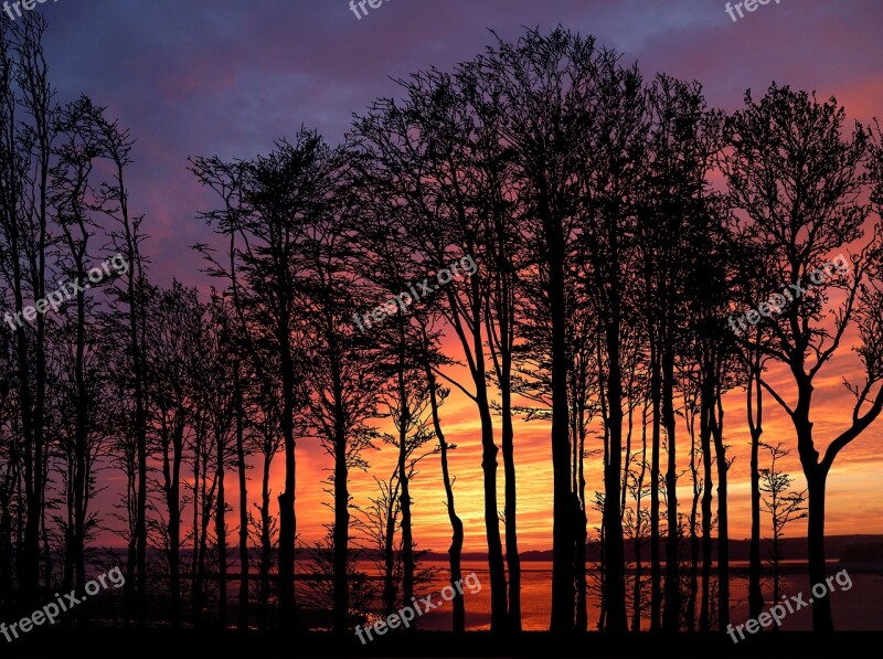 Sunset Sky Tree Landscape Evening