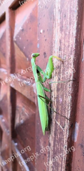 Prayer Mantis Bug Nature Free Photos