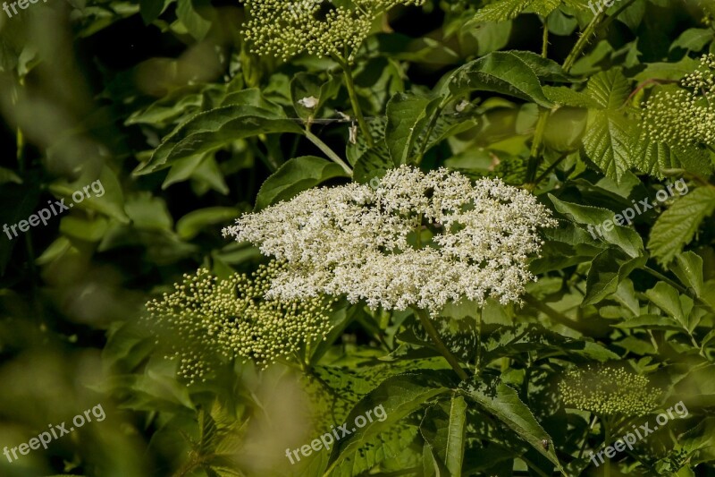 Elder Nature Bush Plant White