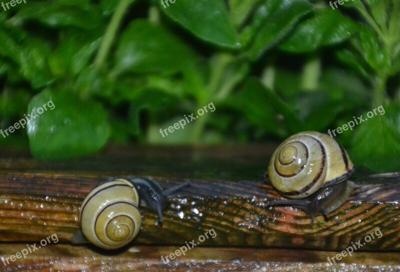 Snail Tape Worm Black Mollusk Reptile