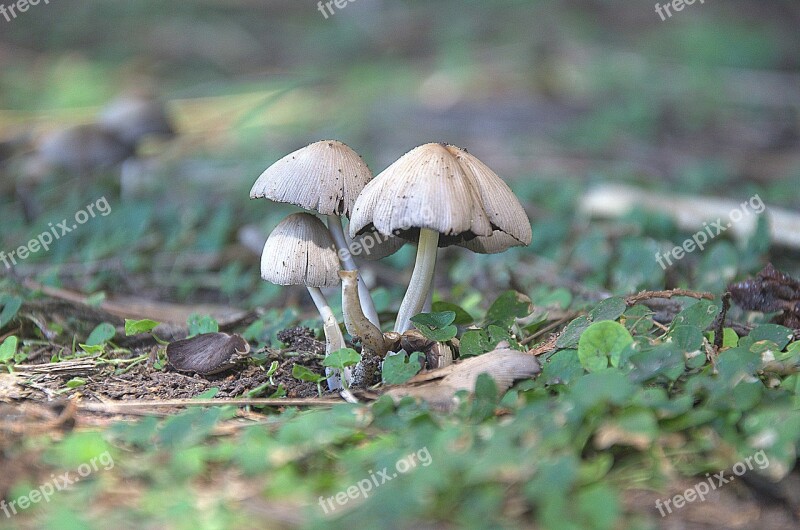 Mushrooms Nature Forest Woods Autumn