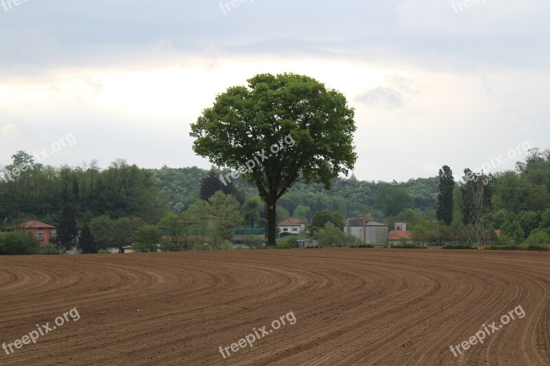 Walnut Tree Nature Green Field